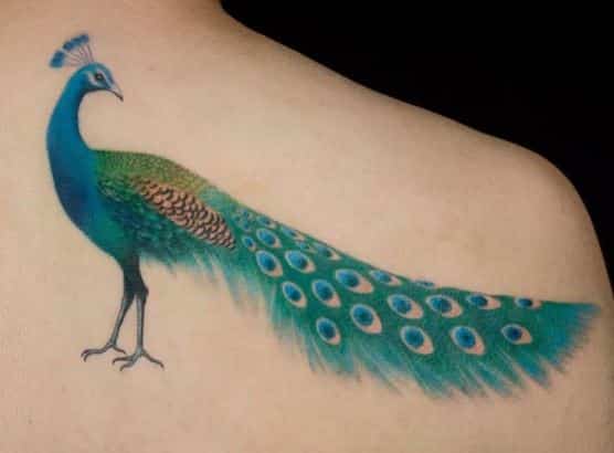 Peacocks tattoo