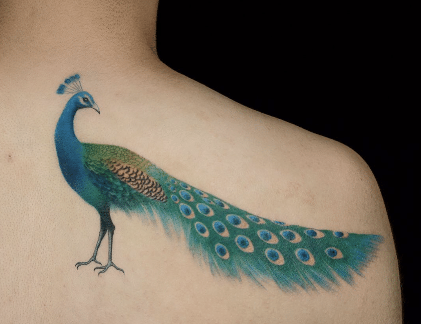 Standard Peacock Tattoo